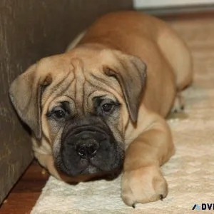 AKC Bull Mastiff puppies