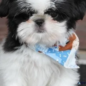 Adorable Shih Tzu Puppies