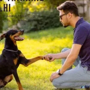 Dog Training Delhi