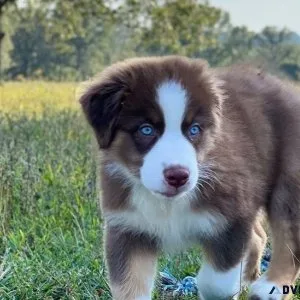 Potty Trained Australian Shepherd Puppies