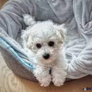Smaller pure Bichon parents CKC registered