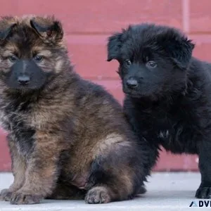 German Shepherd Puppies