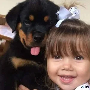 Big Bones Rottweiler Pups