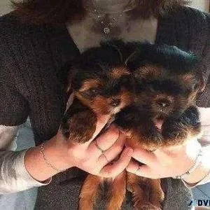 Tea Cup Yorkie Puppies Ready for Their New Home