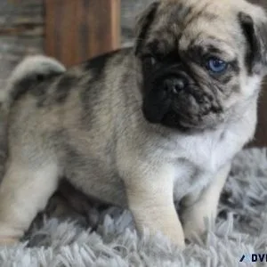 Charming Pug puppies