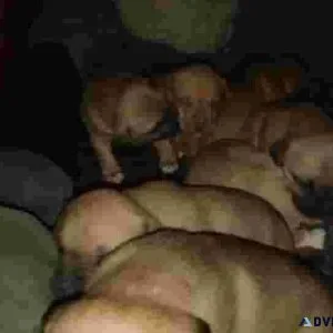 Pitbull Puppies for sale