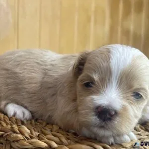 Havanese Puppies Adorable Small Nonshedding Family Dogs
