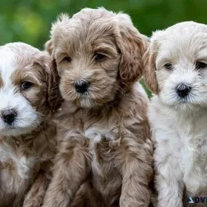 Adorable Labradoodle Puppies