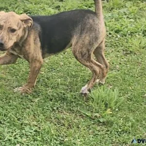 Catahoulas