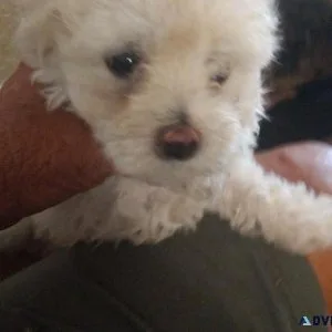 Puppy for sale