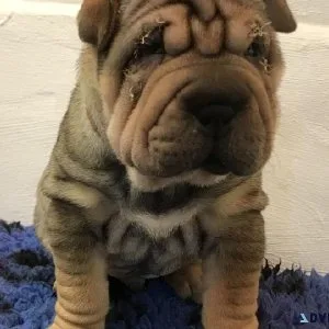 Shar Pei Puppies For Sale
