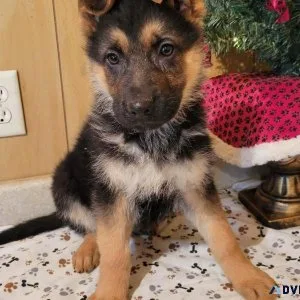 AKC German Shepherd Puppies for Christmas