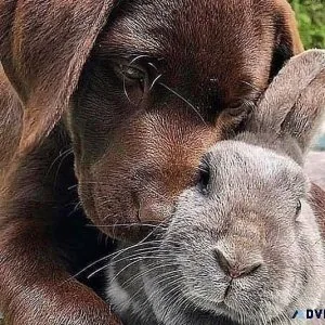 Chocolate Labrador Retrievers Puppies
