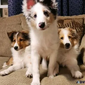 Sheltie puppies need new homes