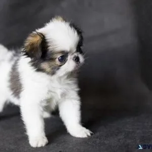 Healthy Japanese Chin Puppies