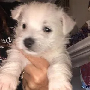 ckc scottish terrier puppies