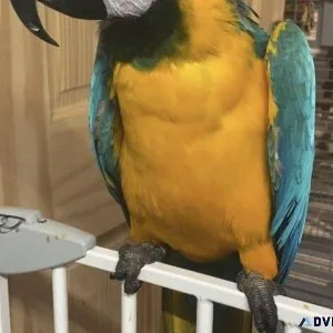 Blue and Gold Macaw parrot &quotPair&quot