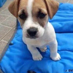 Jack Russell pups Balbriggan