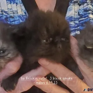 Persians - Himalayan - Chinchilla