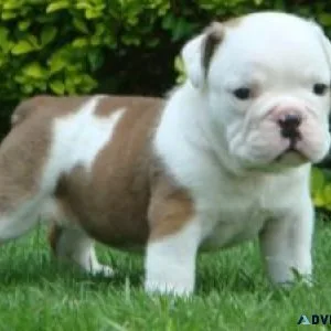 English Bulldog Pups