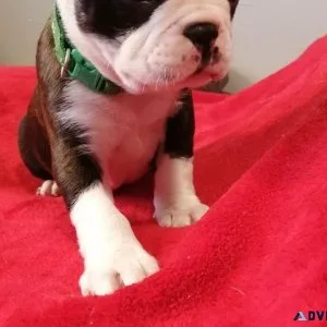 Amazing Purebred Boston Terrier puppies