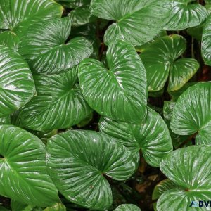 How can i buy Homalomena Plant online