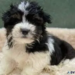 Havanese puppies for sale