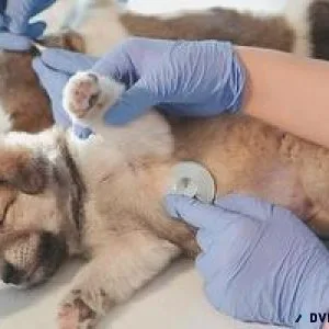 Healthy Pets Happy Lives Sector 137 s Top Pet Clinic