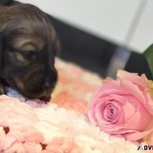 DachshundJack Russell Puppies