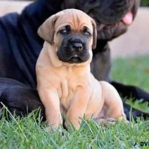 Jovial Cane Corso Puppies