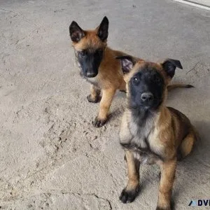 Well trained Belgian Malinois puppies