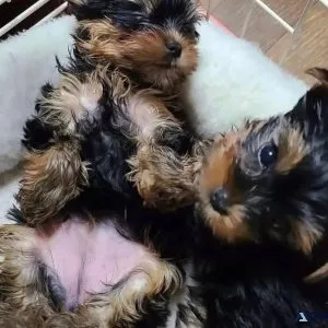 affordable yorkshire terrier puppies