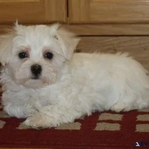 Small Maltese Puppies For Sale Now
