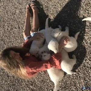 WSSBBS Swiss Shepherd puppies
