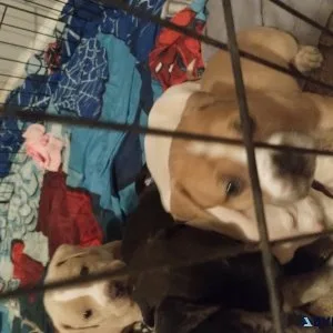 Merle bullies