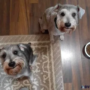 2 BONDED 1 year old Miniature Schnauzers