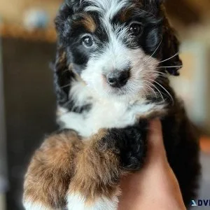 Healthy Bernedoodle Puppies