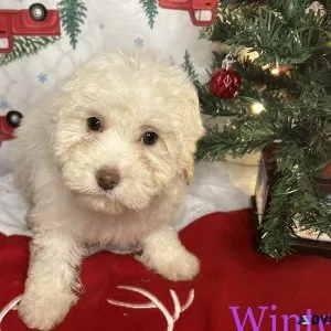 Havapoo puppies