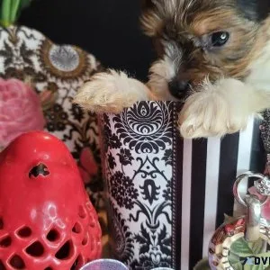 Yorkies Biewer and traditional (teacup sized)