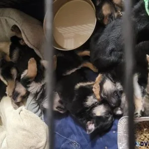 German Shepard