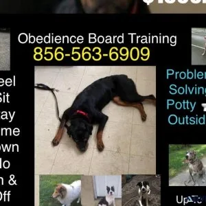 Ur dog responding