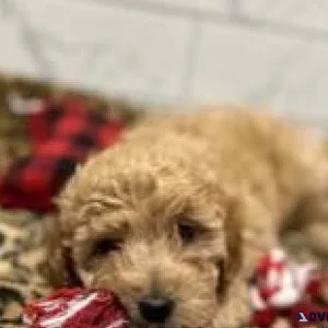 Puppies  for sale
