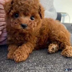 Poodle Puppies For New Homes