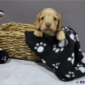Pure bred dachshund puppies