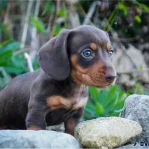 Purebred miniature dachshund puppies