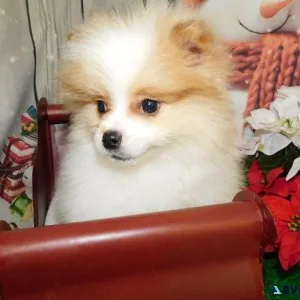 Chicago Toy Pomeranian &quotBanana&quot Boy.