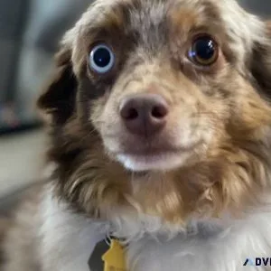 Rehoming toy aussie