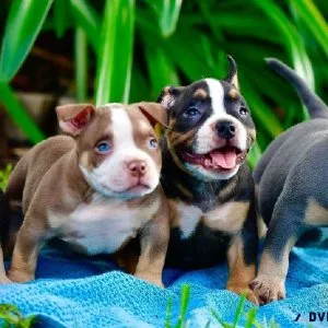 Jovial american bull puppies