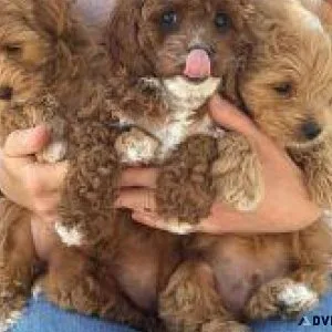 Cute Cavapoo Puppies