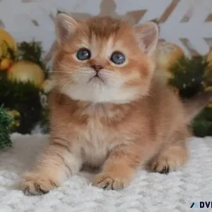 kitten cat available for rehoming